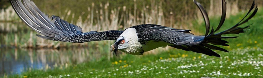 Ten of the Largest Birds of Prey in the World